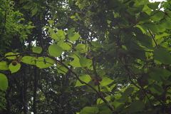 Actinidia setosa