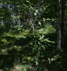 Dasistoma macrophylla
