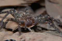 Heteropoda variegata