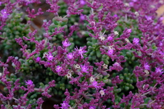 Eberlanzia dichotoma