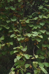 Actinidia setosa