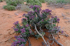 Eberlanzia dichotoma