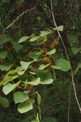 Actinidia setosa
