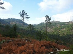Pinus pinaster