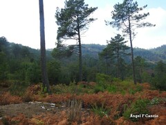 Ulex europaeus