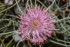 Isopogon