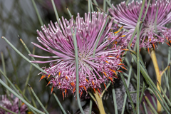 Isopogon
