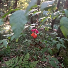 Euonymus verrucosus