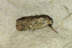 Spodoptera exigua