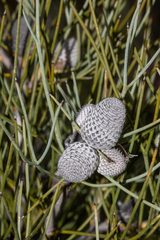 Isopogon