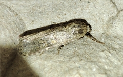Spodoptera exigua