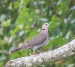 Streptopelia semitorquata