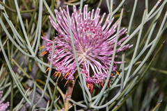Isopogon
