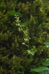 Gynostemma pentaphyllum