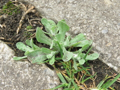 Helichrysum luteoalbum