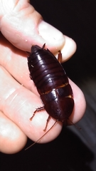 Eurycotis floridana