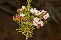 Chamelaucium drummondii