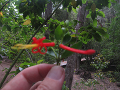 Tristerix corymbosus
