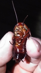 Eurycotis floridana