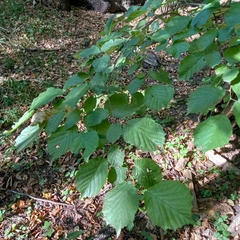 Corylus avellana