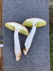 Aureoboletus auriporus