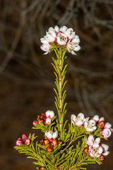 Chamelaucium drummondii