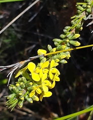 Dillwynia floribunda