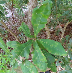 Quercus laurifolia