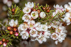 Chamelaucium drummondii