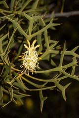 Petrophile shuttleworthiana