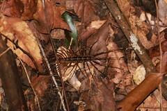 Scutigeromorpha