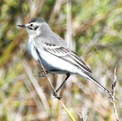 Motacilla alba