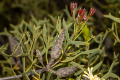 Petrophile shuttleworthiana