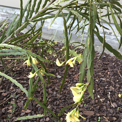 Carmichaelia williamsii