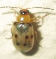 Afromaculepta