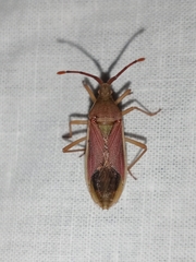 Homoeocerus indus