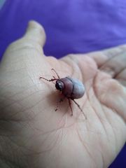 Phyllophaga