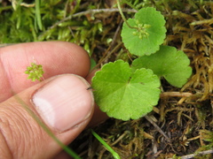 Hydrocotyle bonplandii