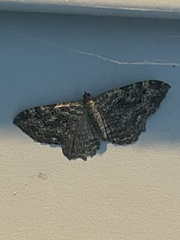 Rheumaptera meadii