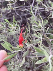 Eremophila glabra