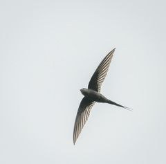 Cypsiurus parvus
