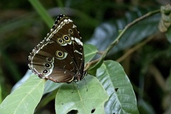Morpho achilles