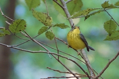 Cardellina canadensis