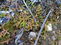 Selaginella denticulata