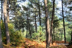 Pinus pinaster
