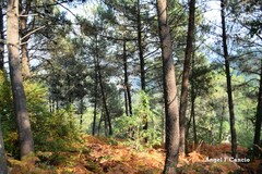 Pinus pinaster