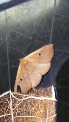 Panopoda