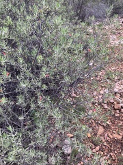 Eremophila glabra
