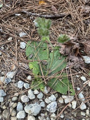 Elephantopus tomentosus