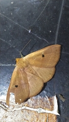 Panopoda